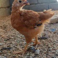 فروش یکجای ۸۰ قطعه جوجه گلپایگانی ۶۵ روزه.