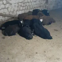 بره نر چاق