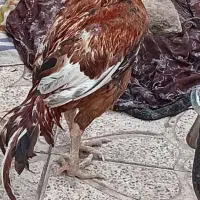 خروس لاری