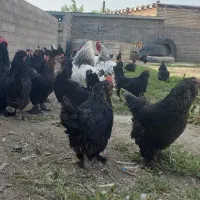 فروش مرغ و خروس مرندی، پرپا، ریش، مشکی