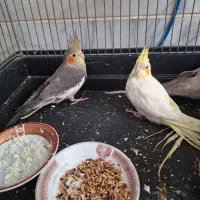 جوجه عروس هلندی