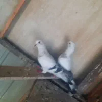 کبوتر