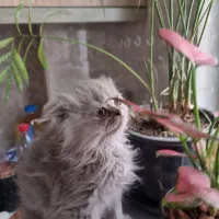 اسکاتیش بیریتیش فولد بلو لانگ هیر