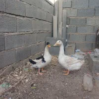 اردک|حیوانات مزرعه|گناباد, |دیوار
