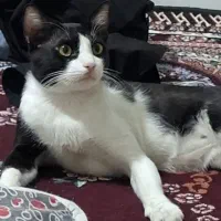 واگذار رایگان گربه اهلی  حتما اگهی بخونید بعدپیام