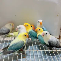 ۱۰ عدد طوطی برزیلی رنگ خاص