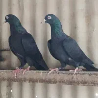 کبوتر .کفتر
