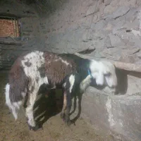 بره قوچ افشاری عشقی