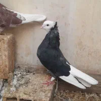 شازده