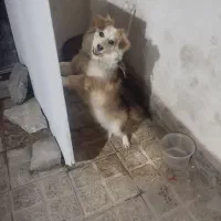 سگ پاکوتاه نژاد اسپیتز