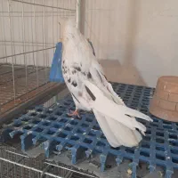 نر دوکت سرور هما نوک قنار