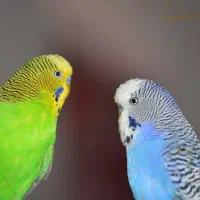 جوجه مرغ عشق(توضیحات)