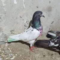 کبوتر پتی والا ماده