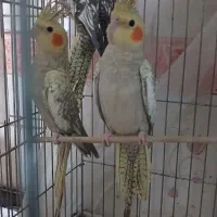 عروس هلندی ابلغ