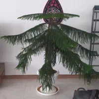 کاج مطبخی
