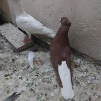 کفتر سرخ دم سفید ماده و هفرنگ دم سفید