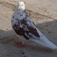 کفتر موفت