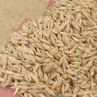 جو بومی -ایرانی