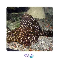 ماهی کت فیش پلنگی لجن خوار