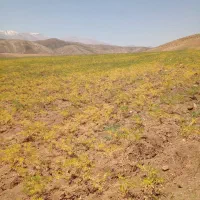 فروش نخود درجه 1