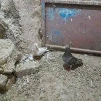 کبوتر نامور