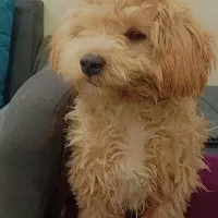 سگ ماده پودل 8 ماهه