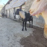 دو عدد نر بز دو رگ سانون