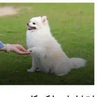 واگذاری سگ شیتزو تریر