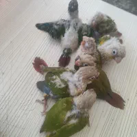 جوجه سرلاکی گیرنچیک