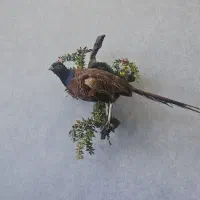 دیوار کوبیده