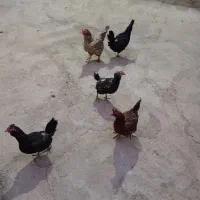مرغ جوان