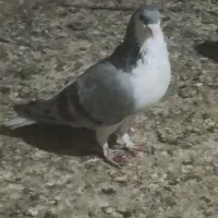 تعدادی کبوتر