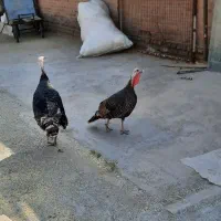 نروماده بوقلمون زیر قیمت