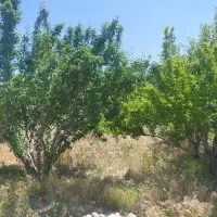 فروش باغ نزدیک تبریز-/۱۲۰۰متر