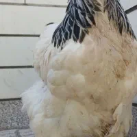 دو عدد مرغ تخم گذار