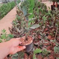 فروش ویژه گیاهان آپارتمانی (به قیمت تولید)