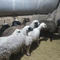 میشو بره نر