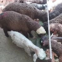 بره نر