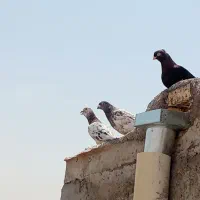 دورگ