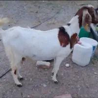گوسفند پاکستانی