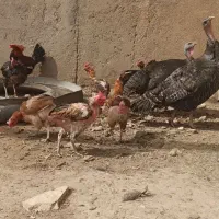 فروش مرغ و بوقلمون