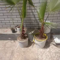 نخل بادبزنی /درخت/گیاه