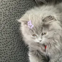 گربه اسکاتیش