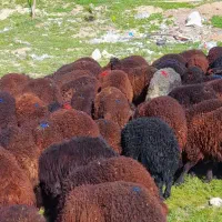 فروش بره و گوسفند زنده همراه با قصابی در محل