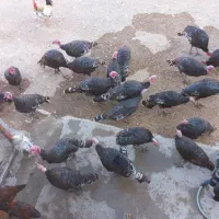 حیوانات