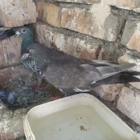 دوعدد کفتر سبز سوسکی مامله باکفتر هم دارم دانه ۱۵۰