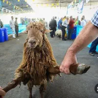 دام زنده با گوشت خوش مزه
