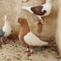 سینه زرد عتیقه