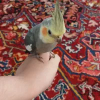 عروس هلندی