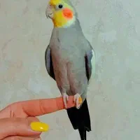 پرنده عروس هلندی